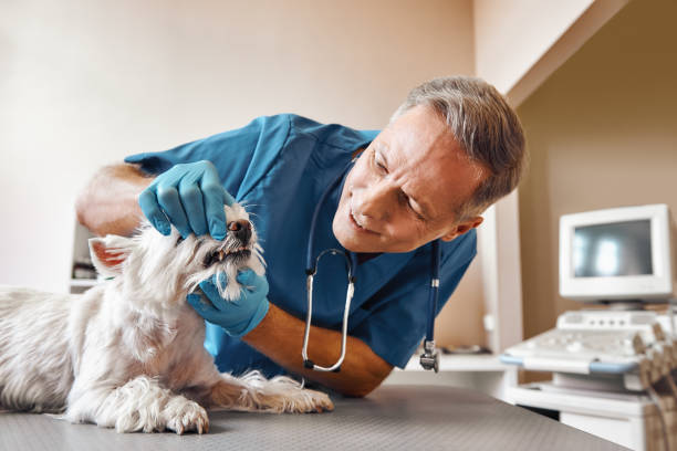 Best Weekend Emergency Dentist in Front Royal, VA
